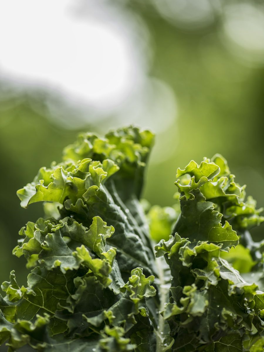 Salat, Gurken, Erdbeeren, Möhren, Kartoffeln, Kräuter, Blumen (…) – Der ...